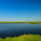 Chobe-River