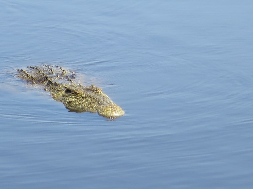 Chobe River