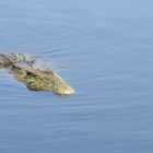 Chobe River