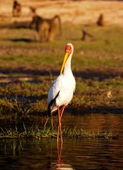 Chobe River - August 2009