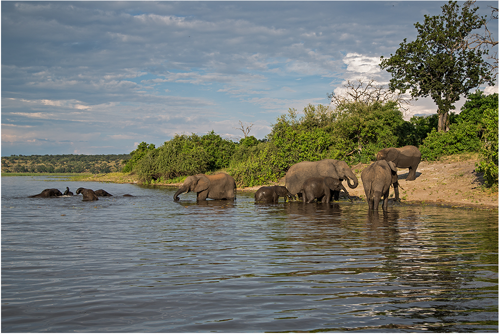 Chobe River Botswana