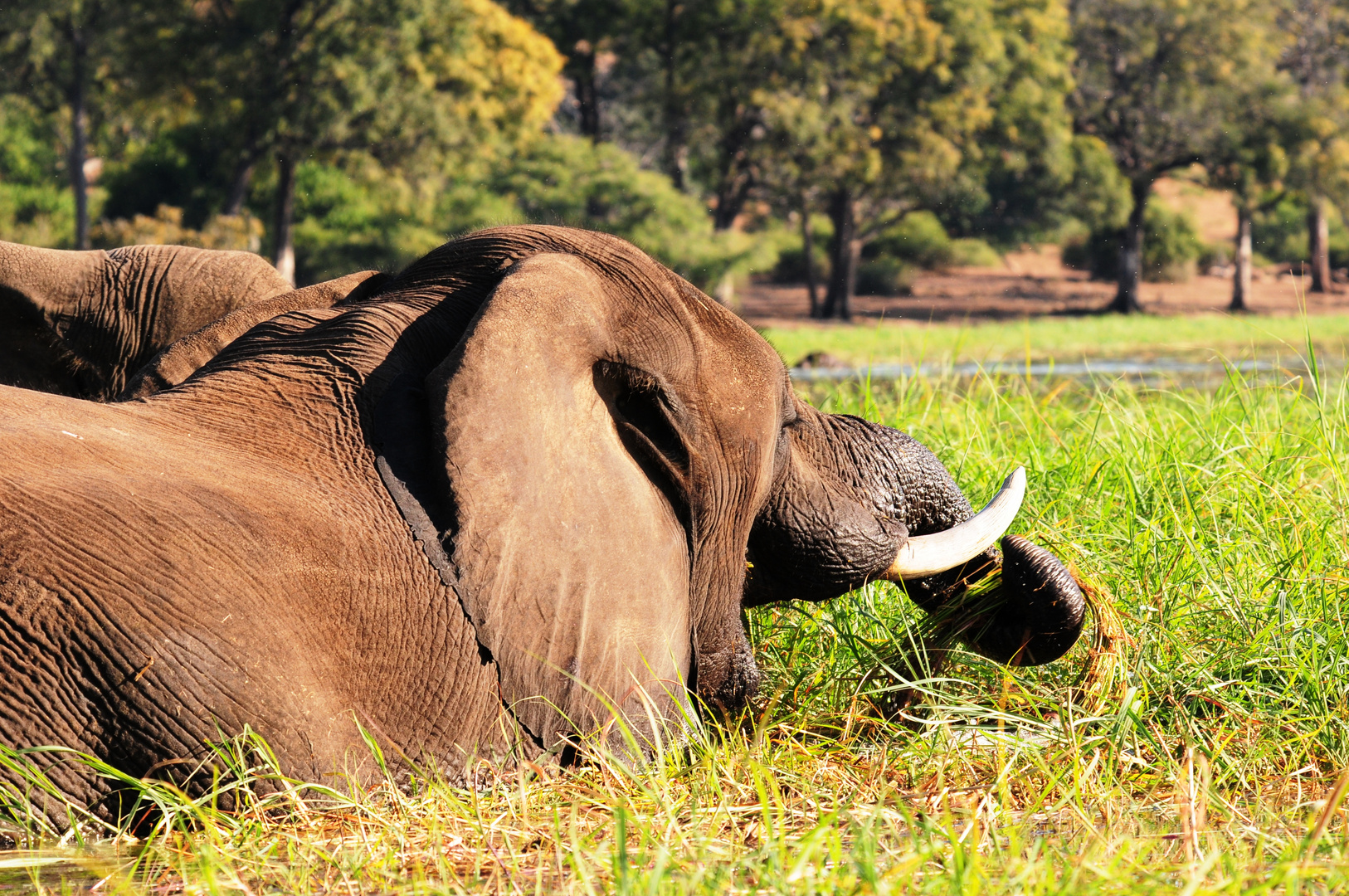 Chobe River Botswana