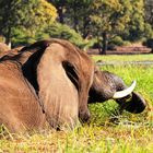 Chobe River Botswana