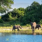 Chobe River