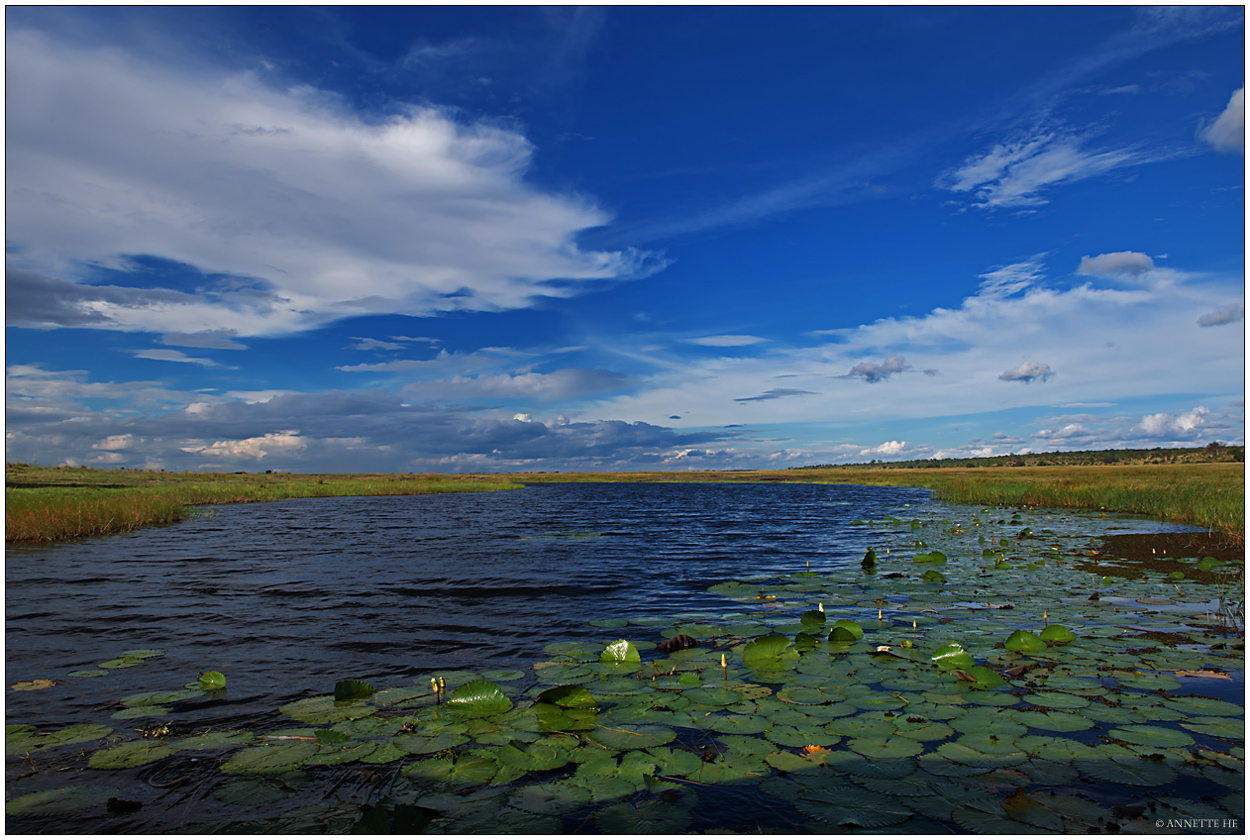 Chobe River