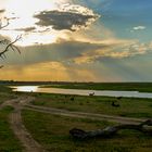 Chobe-River