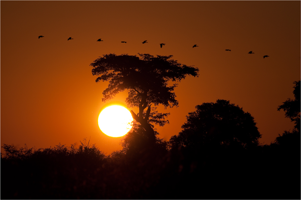 Chobe River Sunset