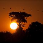 Chobe River Sunset