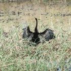 Chobe - Schlangenhalsvogel