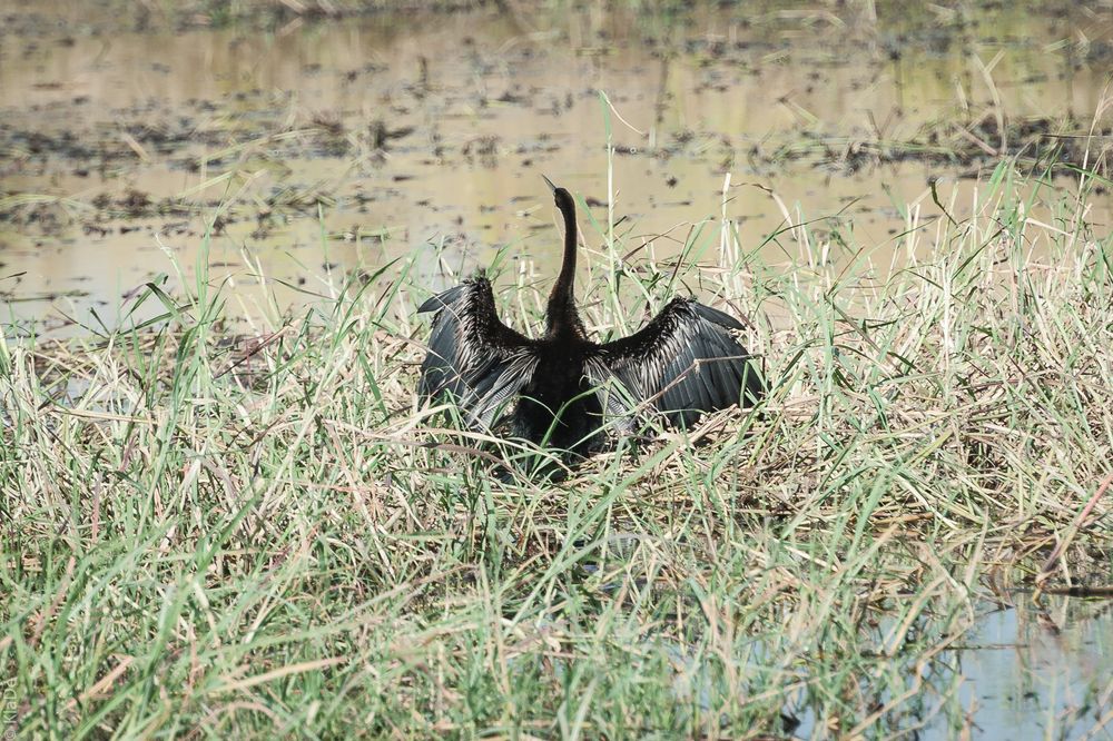 Chobe - Schlangenhalsvogel