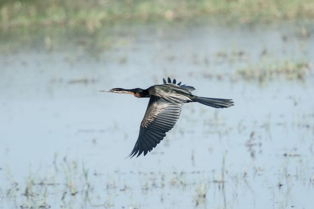 Chobe - Schlangenhalsvogel im Flug