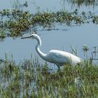 Chobe - Silberreiher