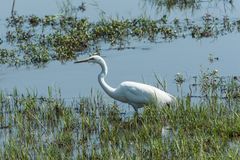 Chobe - Silberreiher