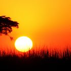 Chobe Sunset