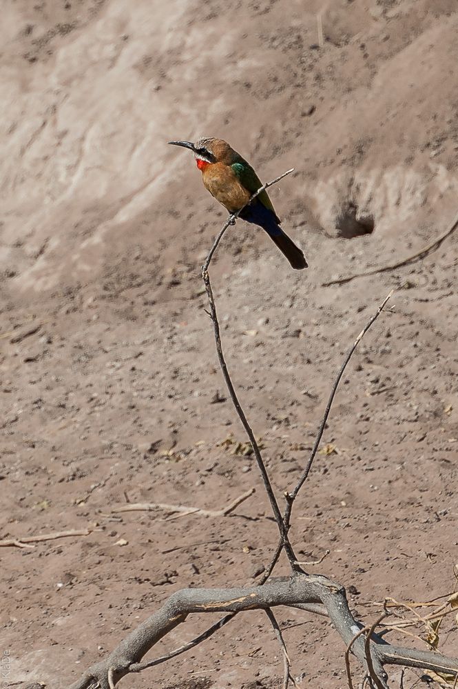 Chobe - Weißstirn-Spint