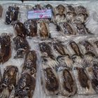 Choco (Sepia) Tintenfisch auf dem Fischmarkt Setubal