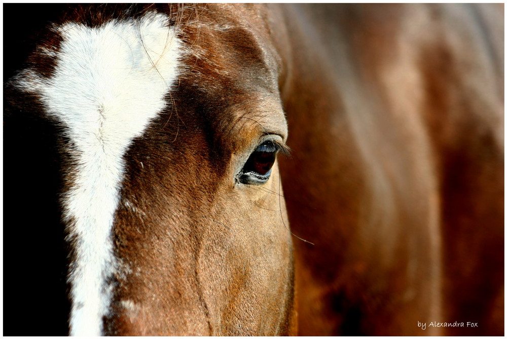 . chocolate eye .