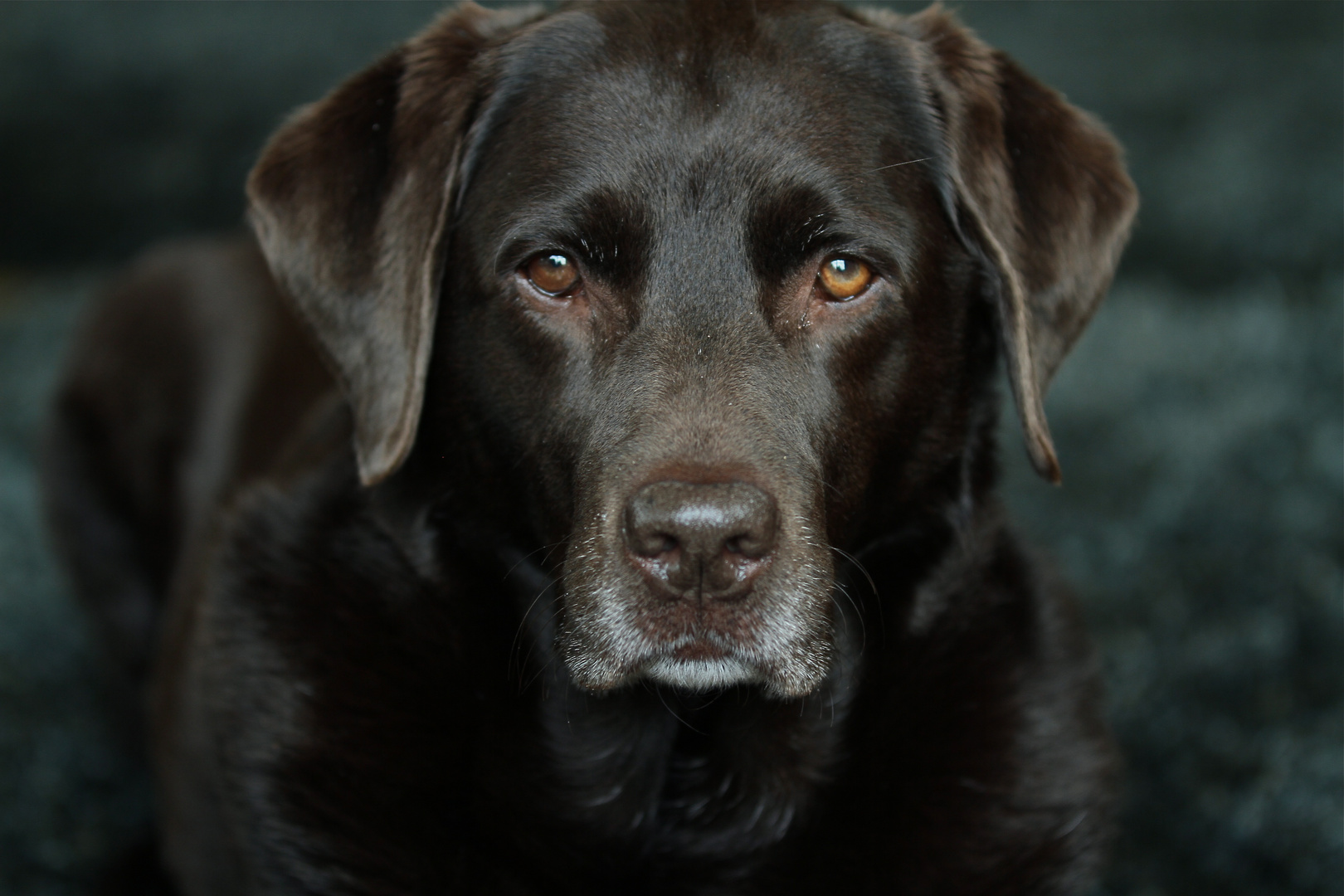 chocolate, grey and white