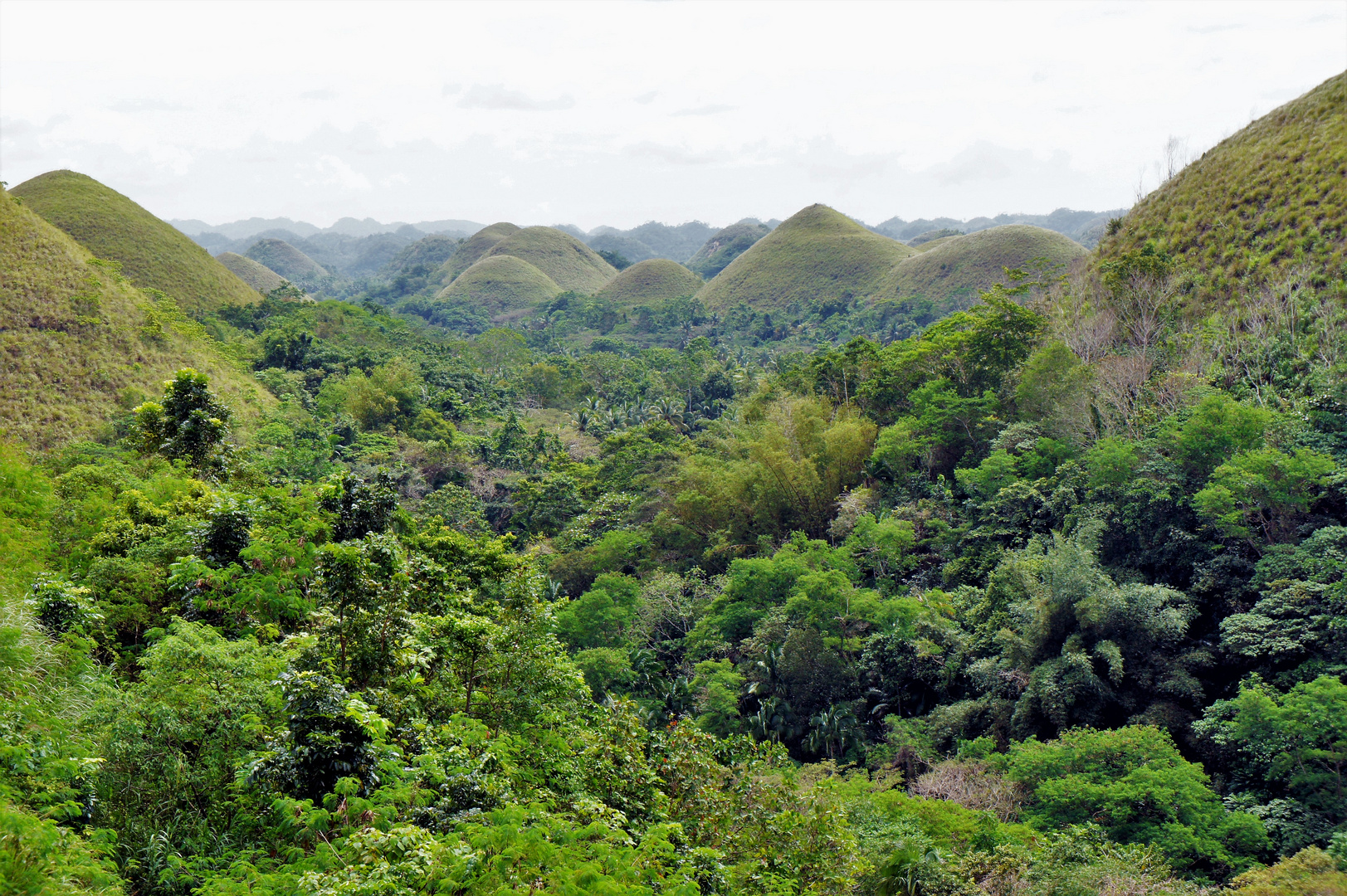 Chocolate Hills