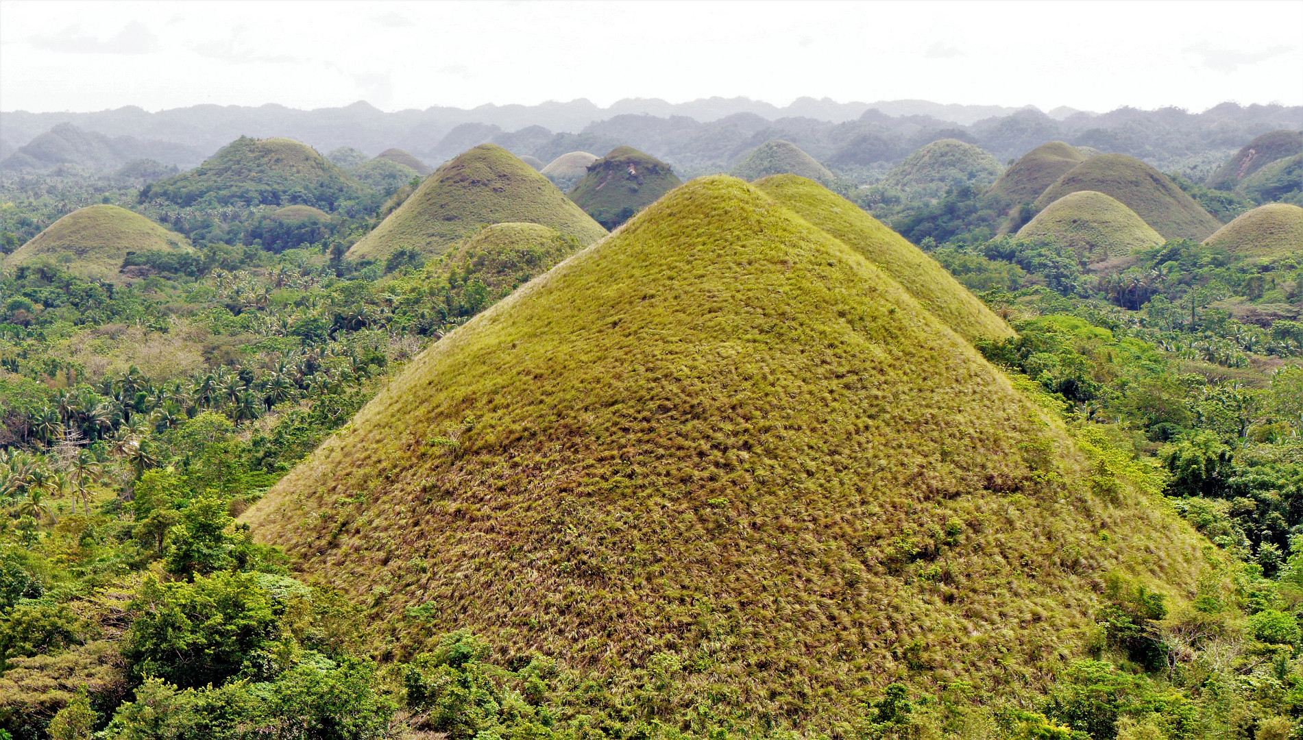 Chocolate Hills