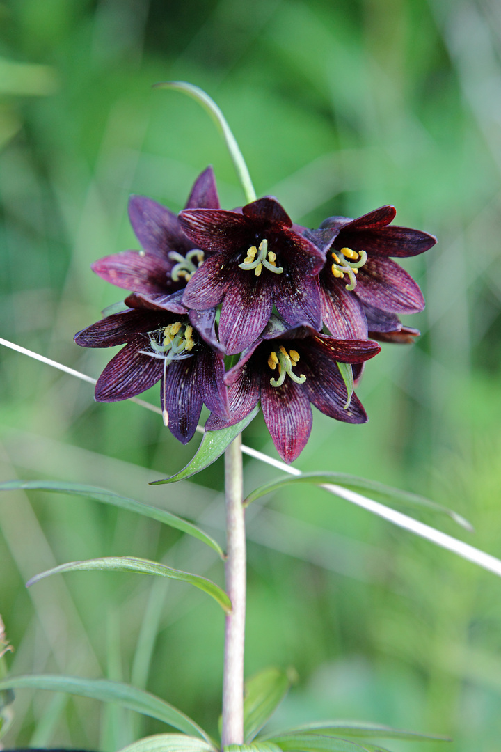 Chocolate Lily