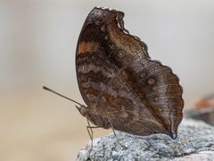 Chocolate Pansy