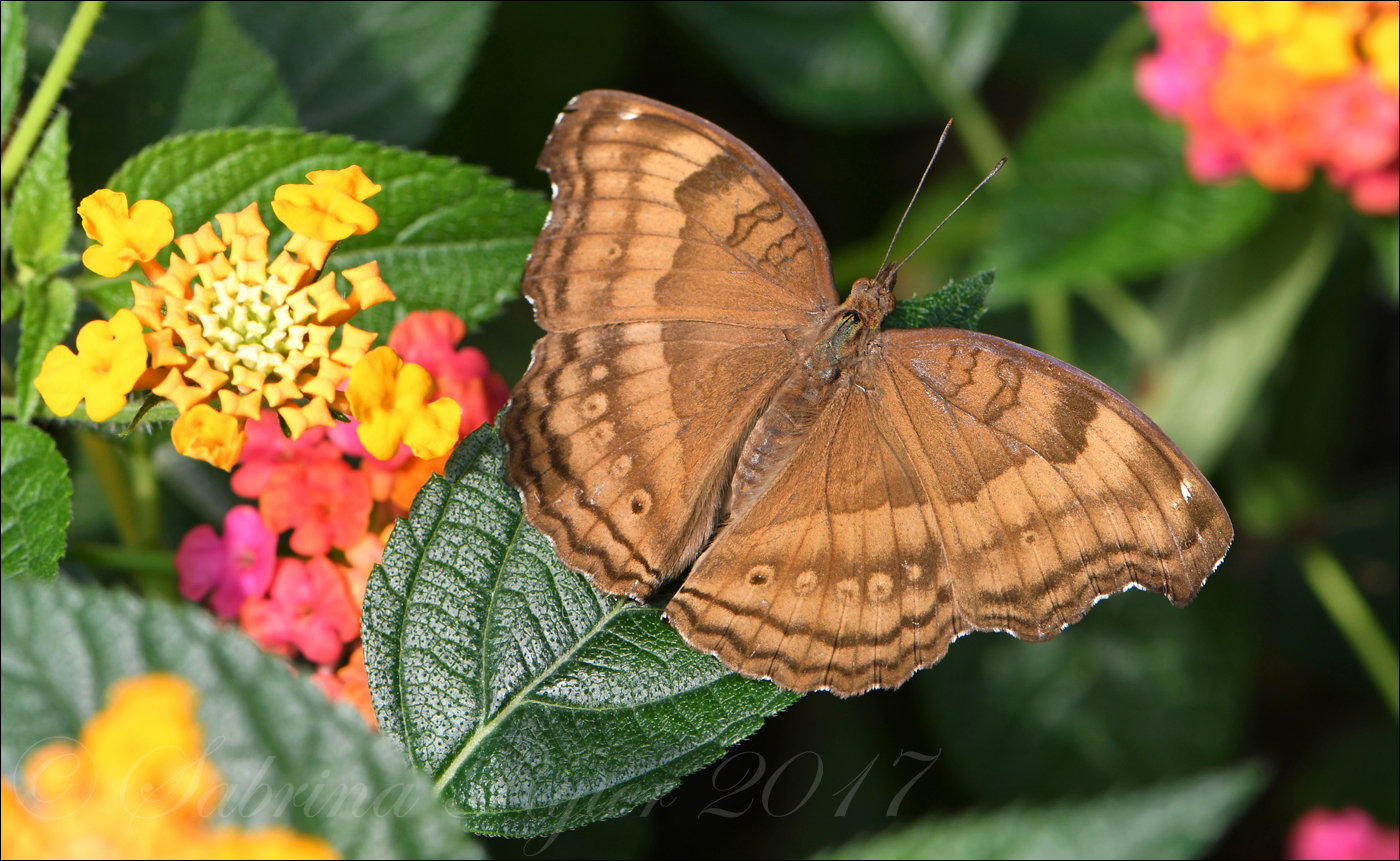 Chocolate Pansy