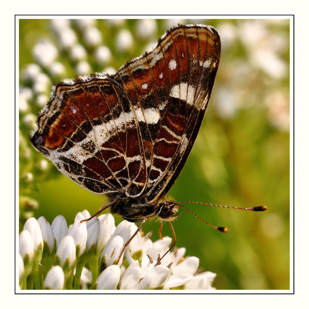 Chocolate wings