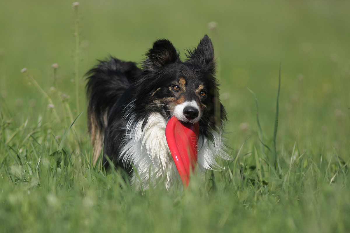 Choice mit Frisbee