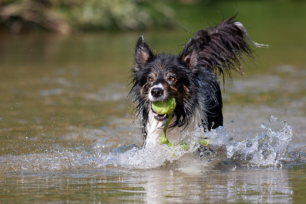 Choice Wasser-Action