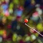 Chokecherry Bokeh