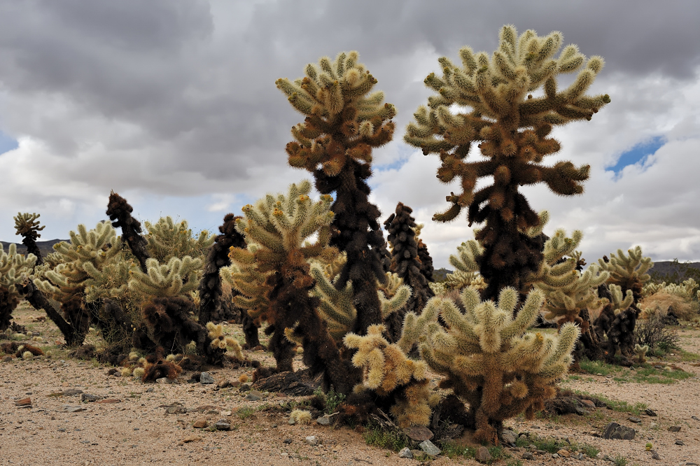 *Cholla Cacti*