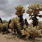 *Cholla Cacti*