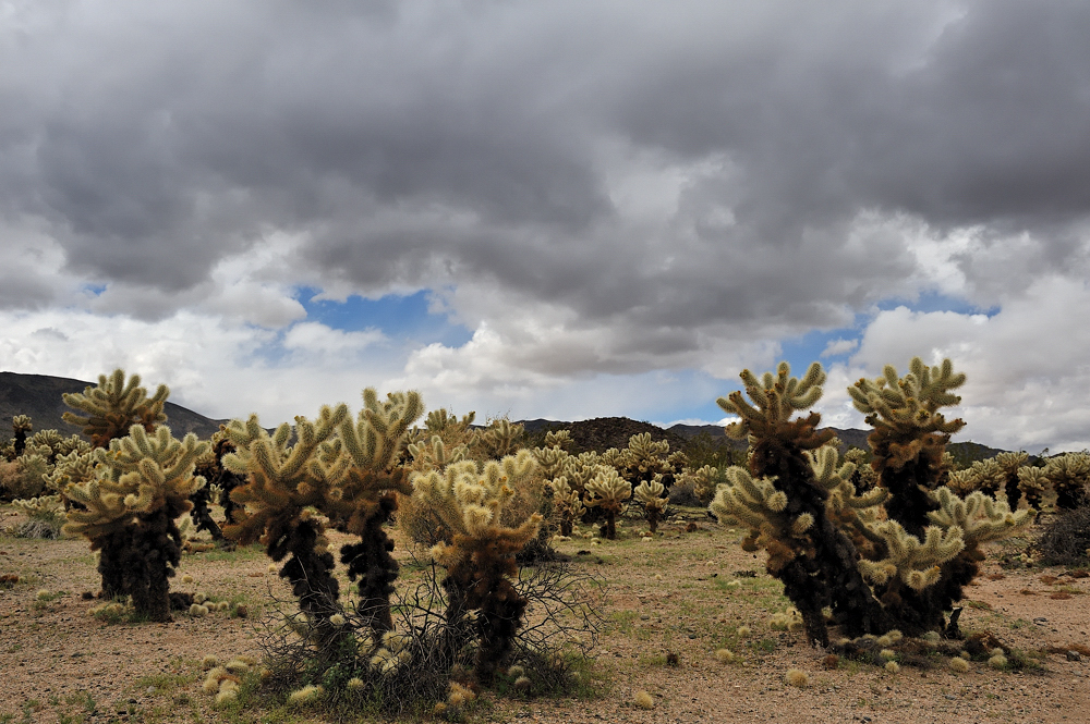 *Cholla Cacti II*