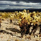 [ Cholla Cactus Garden ]