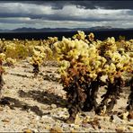 [ Cholla Cactus Garden ]