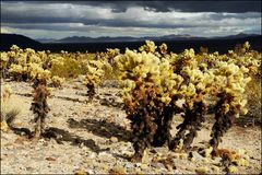 [ Cholla Cactus Garden ]