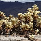 Cholla Cactus Garden