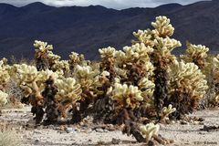 Cholla Cactus Garden