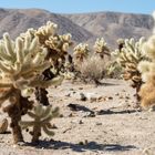 Cholla Cactus Garden