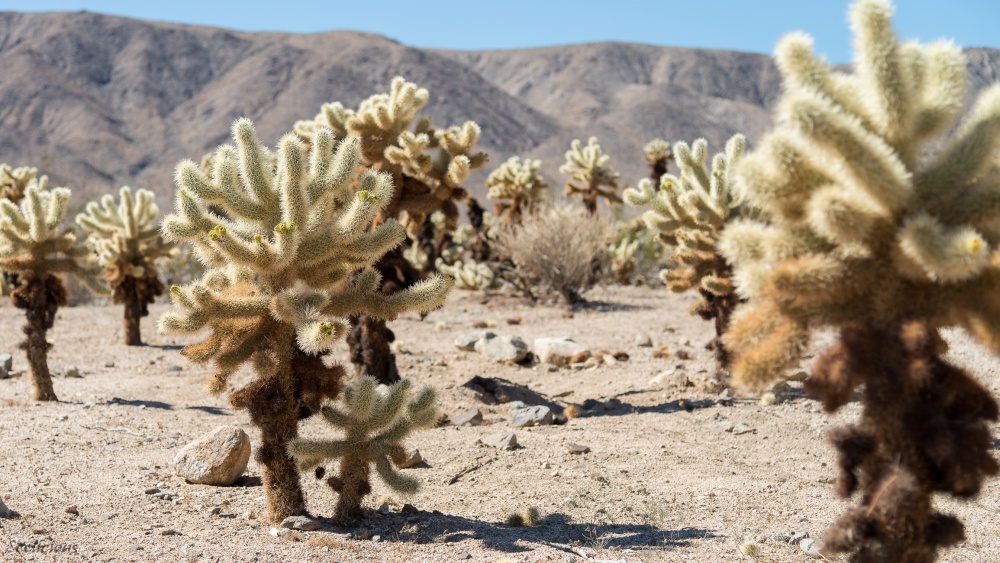 Cholla Cactus Garden