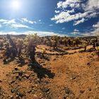 Cholla Cactus Garden