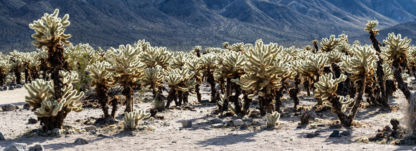 Cholla Cactus Garden