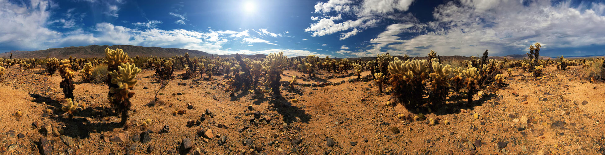 Cholla Cactus Garden