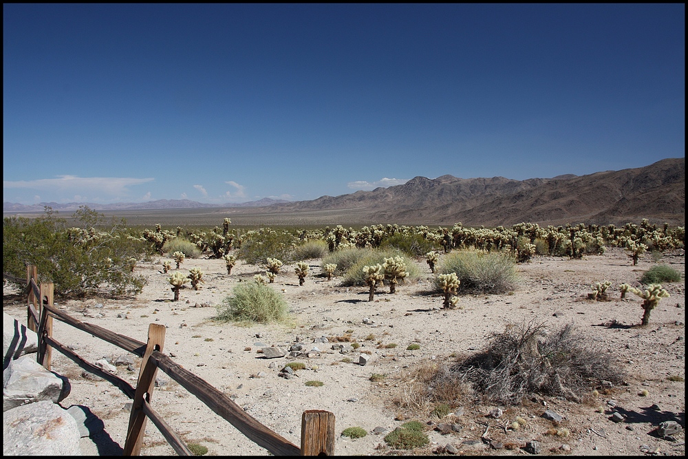 Cholla Cactus Garden - Joshua Tree National Park