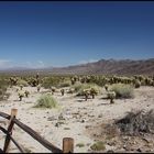 Cholla Cactus Garden - Joshua Tree National Park