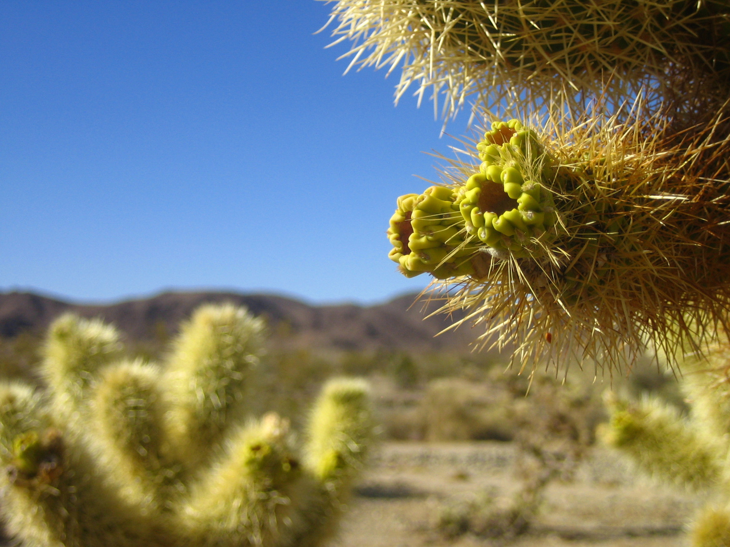 Cholla Cactus Garden - Joshua Tree Park