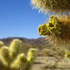 Cholla Cactus Garden - Joshua Tree Park