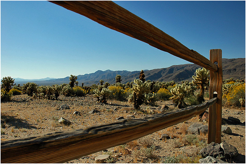 Cholla Garden