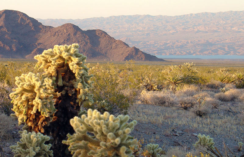 Cholla Garden